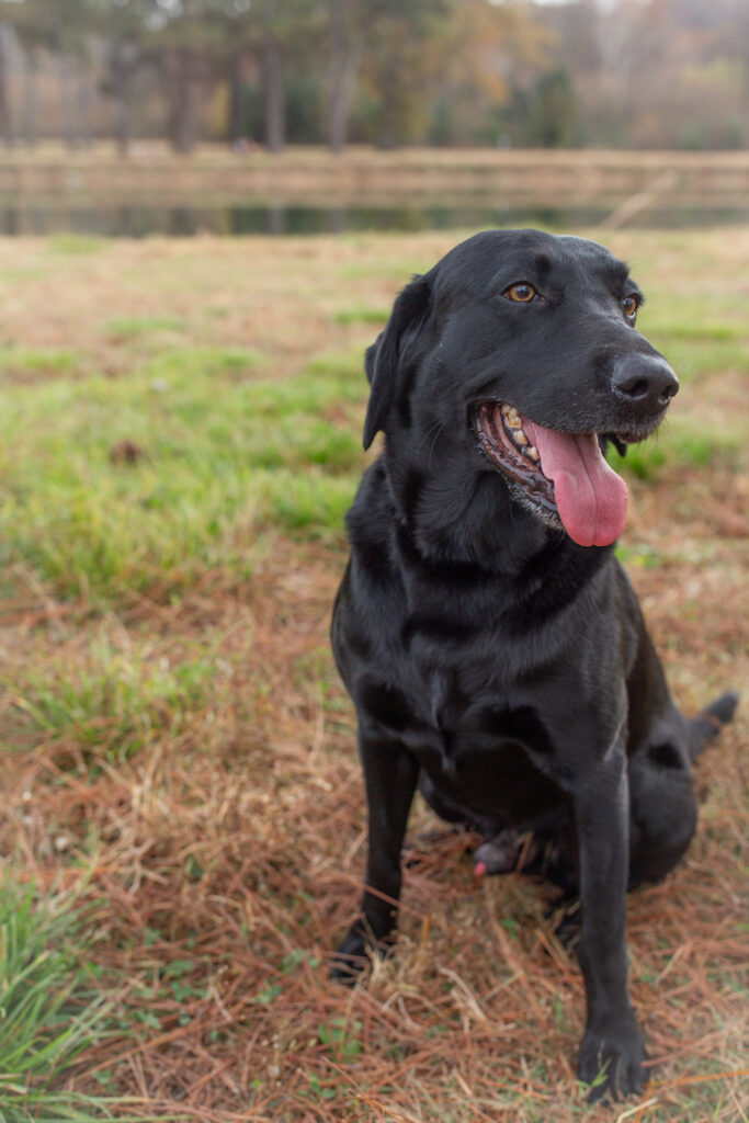 Best time of day for family photos in Birmingham Alabama.  